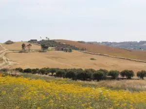 Land in Sicily - Cognata Cda Ciniè