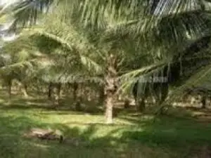 SRI LANKA COCONUT ESTATE FOR SALE WANTED IS BUYER