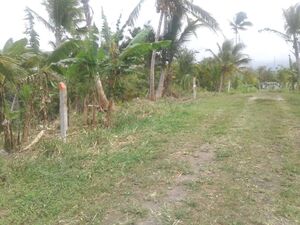 Land For Sale In Calibishie