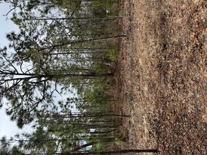 $125 Down, 0.20 Acres of Florida Land: Your Perfect Retreat!