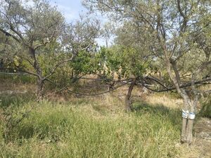 Warehouse and land in Sicily - Bellone (Bivona)