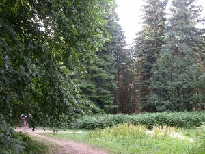 1400 sq m woodland. 10 mins from town centre 