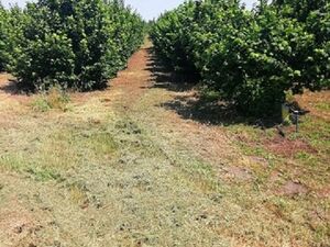 I am selling a hazelnut plantation