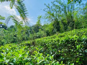 7 Acers Tea Estate in kuruwita, Sri Lanka for quick sale