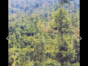 For sale farm lots in Mindanao, Philippines 