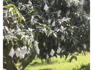 Farm lot in matan ao, Davao del sur 