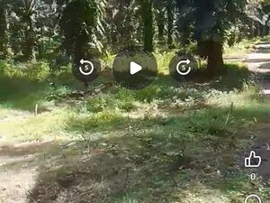 Farm lot in Agusan del sur 