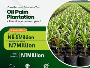 The Palmrich Phase 9