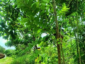 Commercial lot in panabo city 