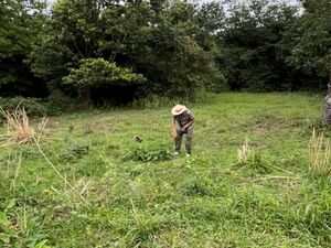 1.3 Acre Land for Sale in Giraudel Dominica