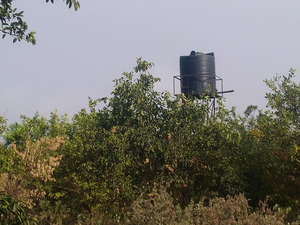 Orange Orchard for Sale 