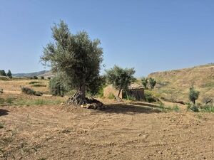 Rural building and land in Sicily - Riggio Cda Castellaccio