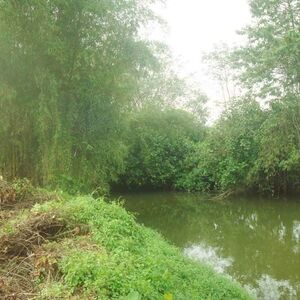 3 Acres riverfront land for sale in Pitigala North Galle, Sr