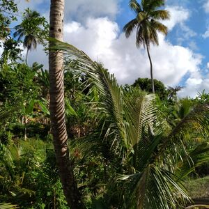 Land For Sale in Melville Hall