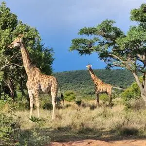 Plot for sale in private game reserve