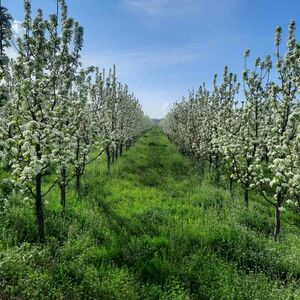 I am selling a pear plantation
