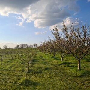 Orchard with cold storage