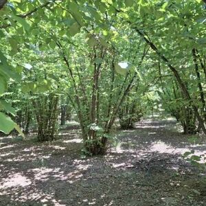 Hazelnut plantation for sale