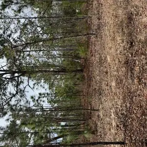 $125 Down, 0.20 Acres of Florida Land: Your Perfect Retreat!