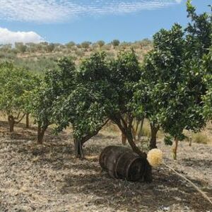 Land in Sicily - Triolo Alessandria