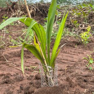 Palm Crest Farm Estate 2