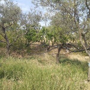 Warehouse and land in Sicily - Bellone (Bivona)