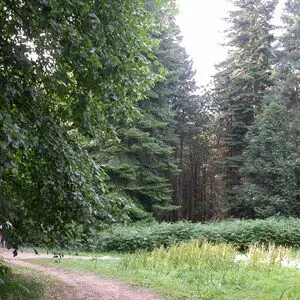 1400 sq m woodland. 10 mins from town centre 