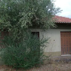 Olive tree field with old house in Messinia, Greece