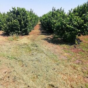 I am selling a hazelnut plantation