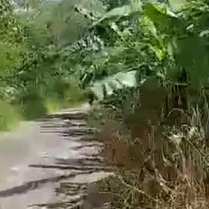 For sale farm lot in tugbok, Davao city, Philippines 