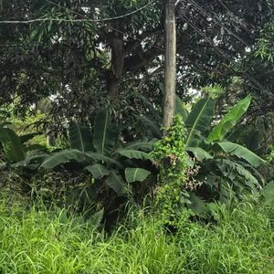 Commercial lot in Tagum City 