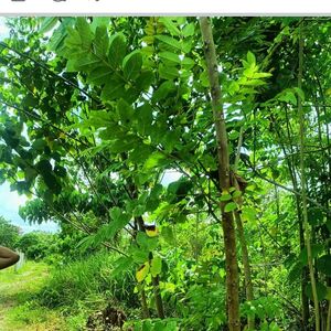 Commercial lot in panabo city 