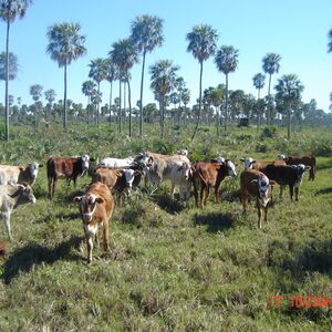 (13) 18900 has., Alto Paraguay &ndash; Toro Pampa