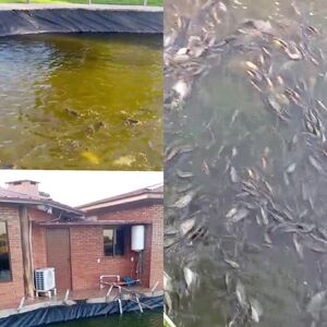(10) Agro-livestock of 6000 has. in Chaco Paraguay