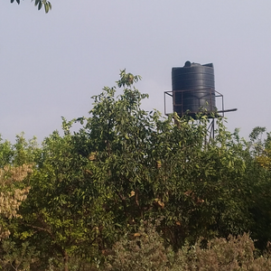 Orange Orchard for Sale 