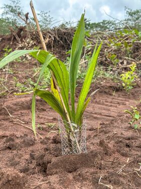 Transplated Palm Tree 