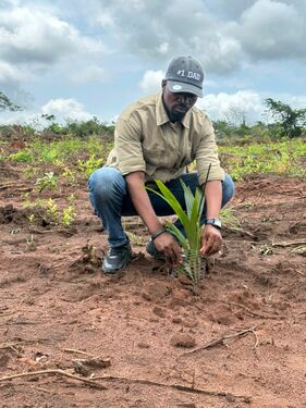 Transplated Palm Tree 