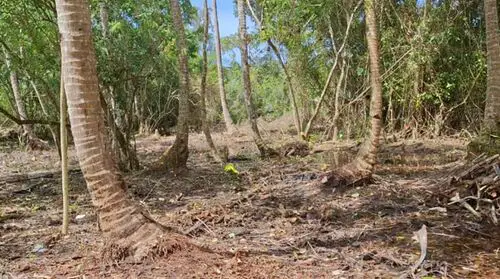 North Sipora, Mentawai