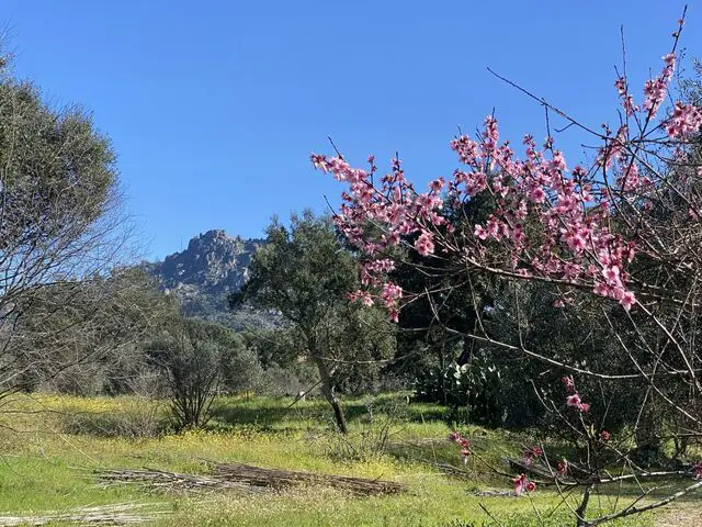 monsanto & fruit trees