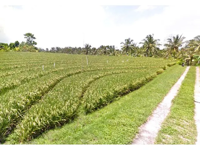 Balian (Bengkel Sari) - P