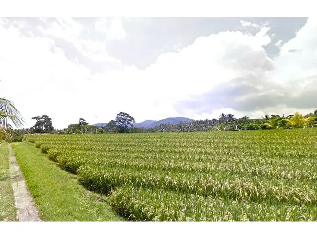 Balian (Bengkel Sari) - P