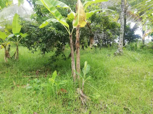 Balian (Bengkel Sari) - P