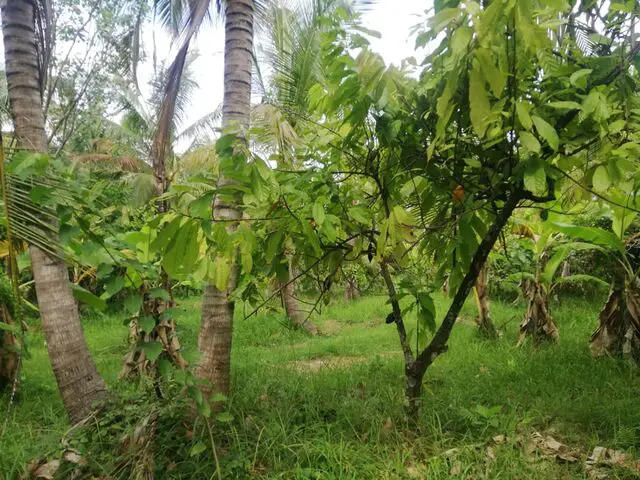 Balian (Bengkel Sari) - P