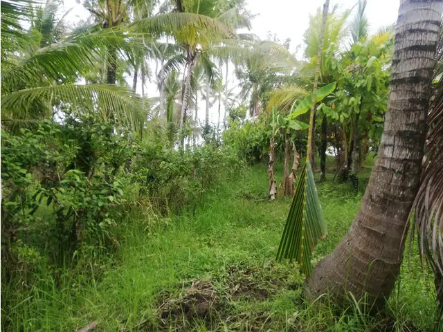 Balian (Bengkel Sari) - P