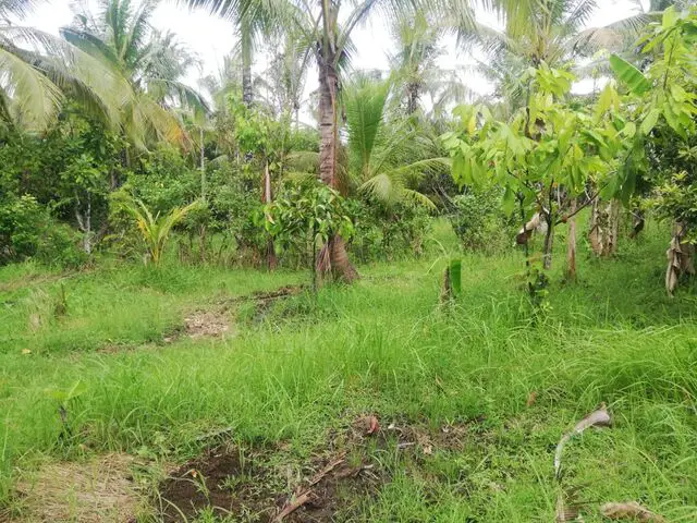 Balian (Bengkel Sari) - P