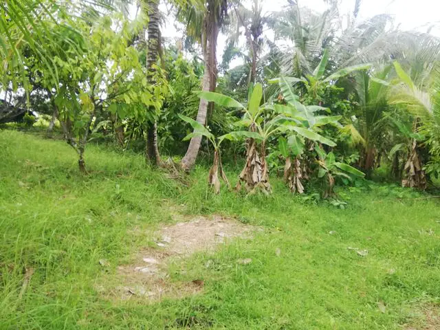 Balian (Bengkel Sari) - P