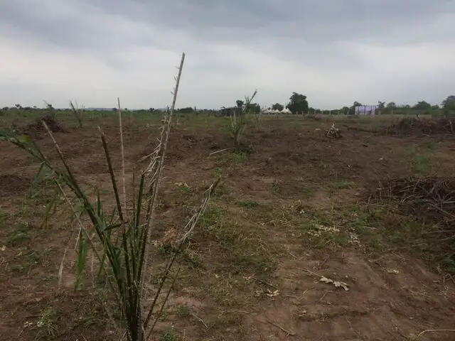 Transplanted palm tree