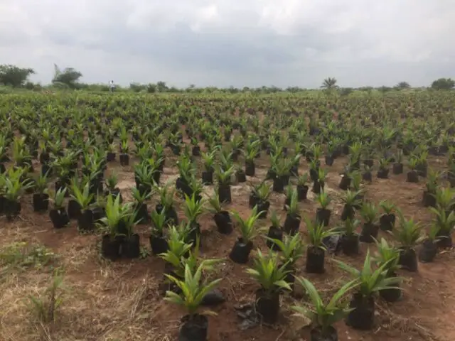 Tenera Hybrid Nurseries 