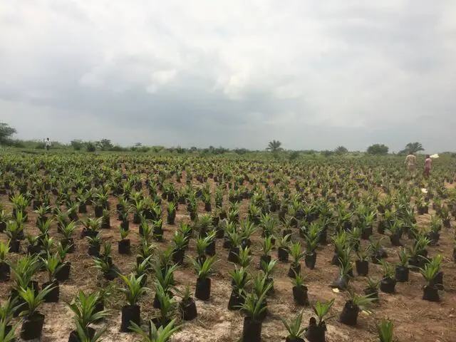 Palm Nurseries at Palm Ri