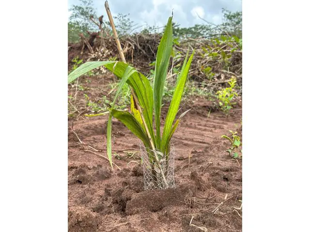 Transplated Palm Tree 